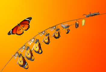 Amazing moment ,Monarch Butterfly , caterpillar, pupa and emerging with clipping path.