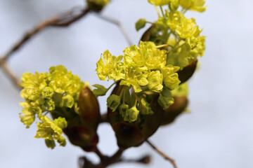 Yellow Acer Platanoides (metsävaahtera, crowfoot-leaved here’s ear, here’s ear) flowers in a closeup. Photographed during a sunny spring day in southern Finland. Common flower in Europe and Americas.