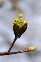 Yellow Acer Platanoides (metsävaahtera, crowfoot-leaved here’s ear, here’s ear) flowers in a closeup. Photographed during a sunny spring day in southern Finland. Common flower in Europe and Americas.