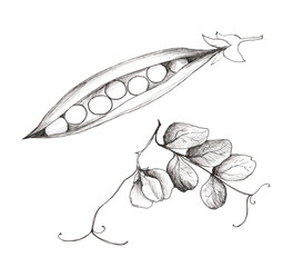 Green peas isolated on white background. Hand-drawn realistic illustration. Vintage black and white hand drawing. Vegetarian food.