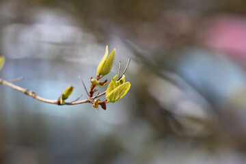 Salix Cinerea (gray sallow, scilia, pussy willow, paju) branch in a closeup image. Focus on the foreground, colorful soft background. Sunny spring day in Finland. Native species in Europe and Asia.