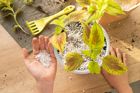 Mixing perlite granules with black garden soil. Process of planting for houseplant Coleus. Close-up hand while caring for houseplant. Top view. Eco concept, home garden, hobby.