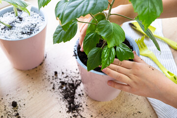 Process of planting hibiscus houseplant in pink plastic pot by gardener at home, closeup. Eco, plant care concept. Hands of child busy transplanting indoor plant.