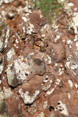 Tree trunk aka stem surface with some green moss on it. A color closeup image brown and white tones. Trunk texture macroimage. Agriculture and forestry industry themed brown texture from Finland.