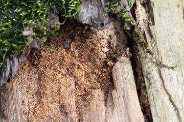 Damaged wood stem surface with some green moss on it. A color closeup image. Damaged trunk texture macroimage. Agriculture and forestry industry themed brown texture from Finland.