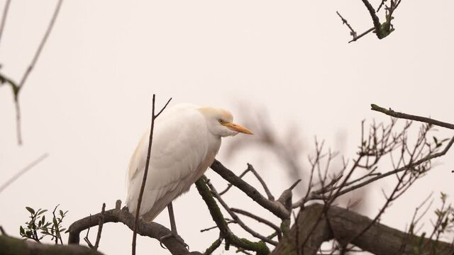 Cattle egret (Bubulcus ibis) standing on a branch of a tree