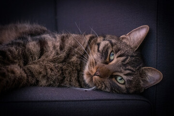 a gray tabby domestic cat lies relaxed on his back and sleeps