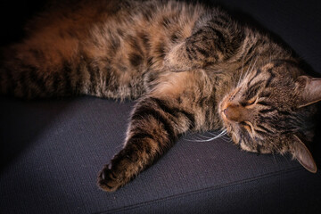 a gray tabby domestic cat lies relaxed on his back and sleeps