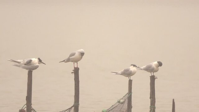 Sandwich Terns (Thalasseus sandvicensis) and Black-headed Gulls (Chroicocephalus ridibundus) on the wooden poles of a fishing net
