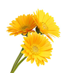 Beautiful daisy gerbera flowers isolated on white background