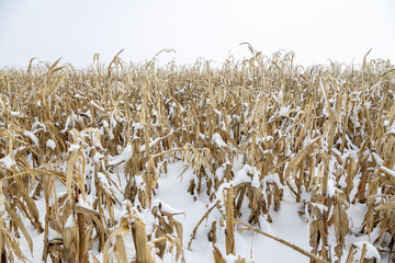 Ripe yellow corn field in winter covered with snow and frost on a cold morning