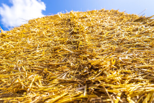Wheat Field Hay Bail