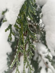 snow on the branches