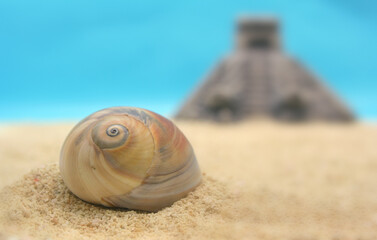 Sea Shell with Pyramid, Shallow Depth of Field