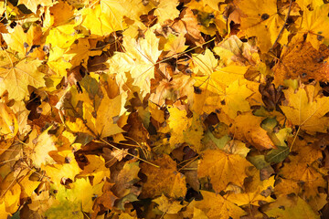 Naklejka na ściany i meble Different golden leaves on sunny day in autumn park