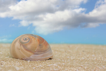 Sea Shell on Sand With Blue Sky Background