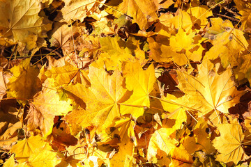 Different golden leaves on sunny day in autumn park