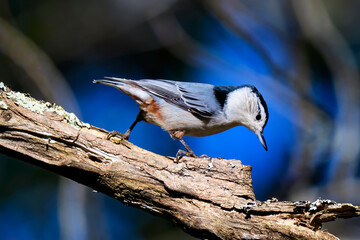 White-breasted Nuthatch on a Dead Branch