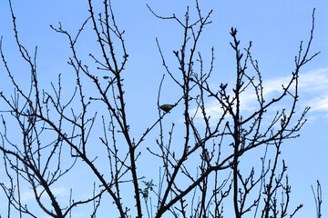 Small bird in a bare deciduous tree. Selective focus.