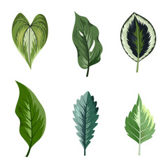 Collection of beautiful tropical leaves isolated on white background.