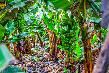 banana trees on plantation