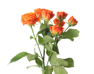 Beautiful orange roses on white background