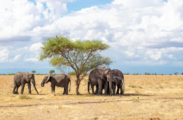 Naklejka na ściany i meble Large family of African elephants walking on the savannah in Tarangire National Park in Tanzania