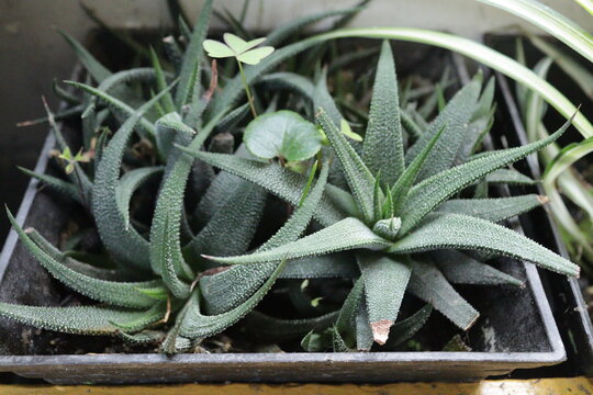 Planta en maseta