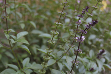 Thai Basil Growing in Garden - O. basilicum