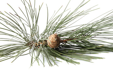 Fir branch with beautiful pine cone on white background