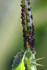 Viel dunkle Blattläuse an einer Distepflanze und eine Ameise die diese melken möchte.
