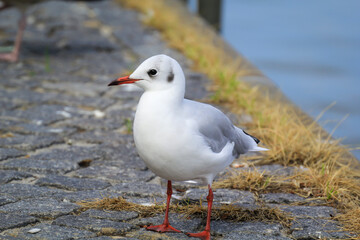 Portrait einer Lachmöwe, Möwe an der Ostsee.
