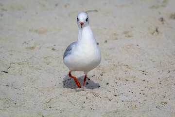 Portrait einer Lachmöwe, Möwe an der Ostsee.
