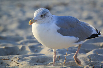 Portrait einer Lachmöwe, Möwe an der Ostsee.
