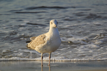 Portrait einer Mantelmöwe, Möwe an der Ostsee.

