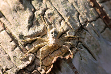 Eine gut getarnte Spinne auf der Rinde einer Birke. Sieht aus wie eine Krabbenspinne.
