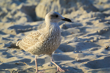 Portrait einer Mantelmöwe, Möwe an der Ostsee.
