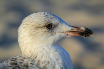 Portrait einer Mantelmöwe, Möwe an der Ostsee.
