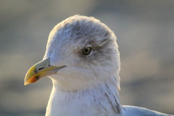 Portrait einer Mantelmöwe, Möwe an der Ostsee.
