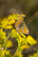 Ein Schmetterling auf einer Wiese, Wiesenpflanze. Wunderschöne Schmetterlinge Deutschlands.
