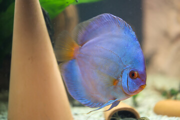 Ein Diskusfisch in einem Aquarium. Diskusfische stammen aus dem Amazonas.