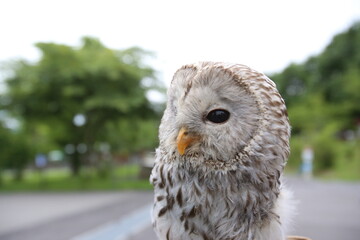 Owl in the park.