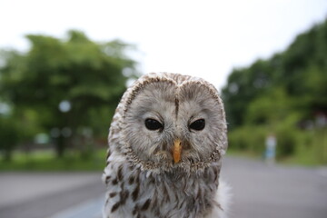 Owl in the park.