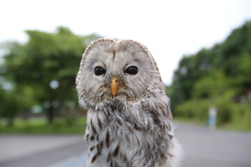 Owl in the park.