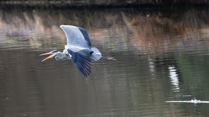 A beautiful grey heron is flying low over the smooth water surface of the Lake B&auml;rensee in Stuttgart. Backlight bird, dark colored water, reflection of the heron in the water, open beak