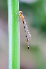 Eine Kleinlibelle sitzt am Wasser auf einer Wasserpflanze.
