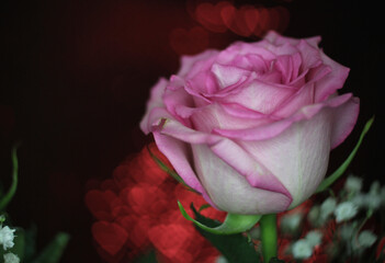 Fototapeta premium Soft Pink Rose on Bokeh Background Close up