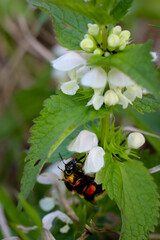Eine Weiße Taubnessel mit einem Insekt an einer Blüte.