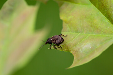 Ein Käfer, Rüsselkäfer klettert auf einem Blatt eines Laubbaumes.