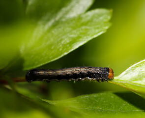 Eine Raupe, Larve eines Schmetterlings auf einer Pflanze.
